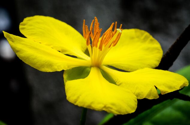 自然白天黄色花瓣的花朵特写镜头花花开花