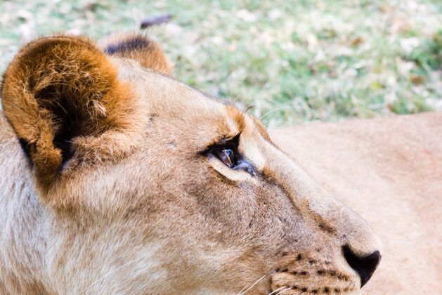 野生动物大草原上母狮的特写镜头捕食者狮子大猫