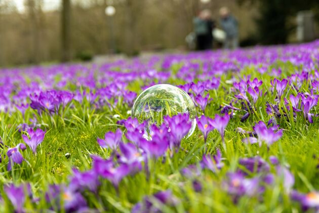 美丽玻璃球体在紫色的花圃中间抽象发现惊人