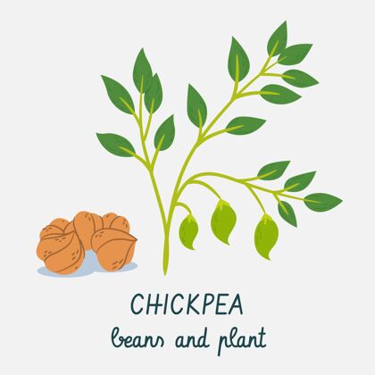 豆类鹰嘴豆和植物手绘有机素食食品
