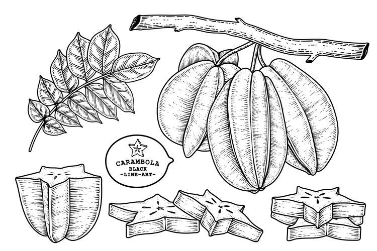 植物集星果或杨桃果品手绘元素植物插图营养维生素农场