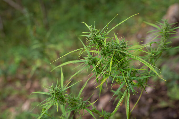 医学自然界生长的植物健康的生活方式作物医学