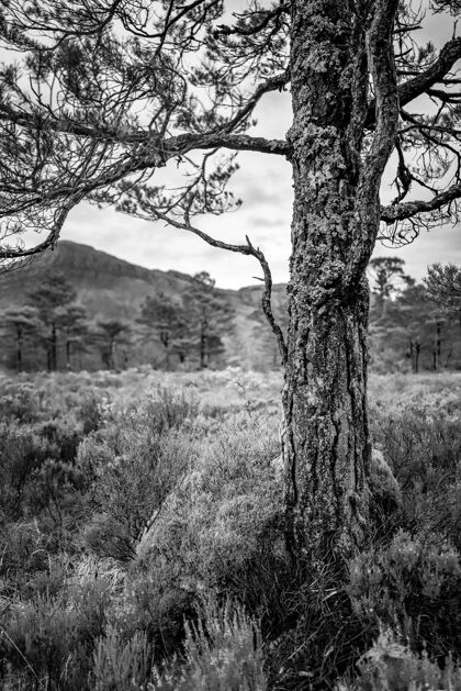 树一棵黑白相间的树黑白英国苏格兰