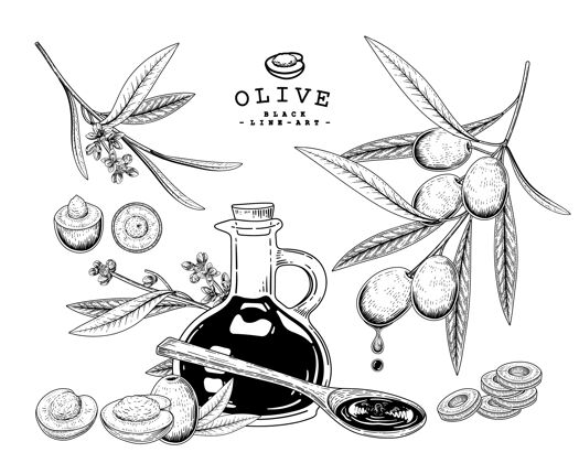 配料橄榄手绘植物插图水果收获美味