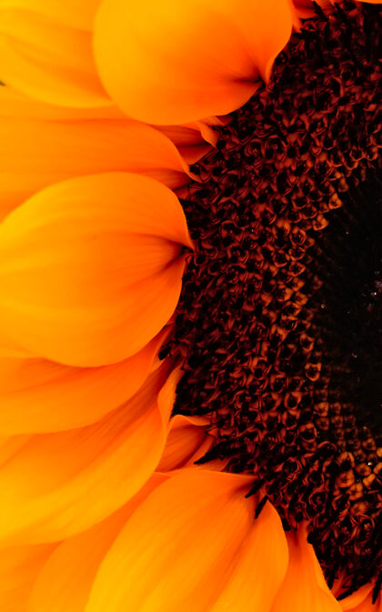 花瓣打开向日葵头的一部分的宏镜头橙花向日葵