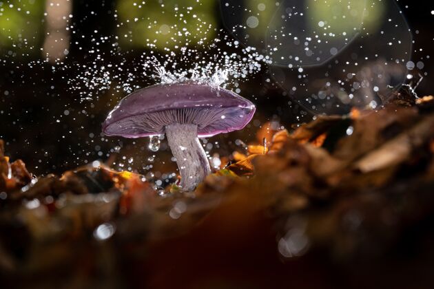 树生长在森林里的野生蘑菇 上面有水滴木草蘑菇