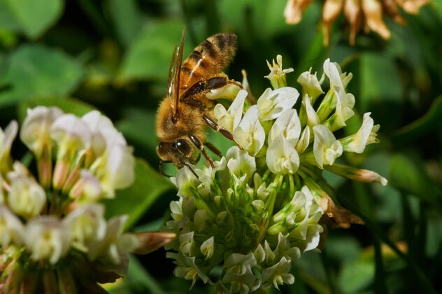 养蜂蜜蜂在白色薰衣草花上的特写镜头特写花开花