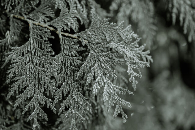 冬天冰冻的树枝在霜冻的清晨被吃掉了水晶冰树枝