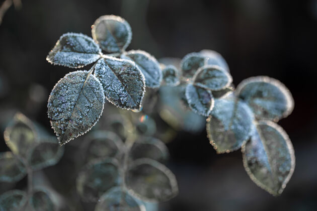 寒冷在寒冷季节的清晨 树枝上结满了霜结了霜的植物树枝冰冻季节