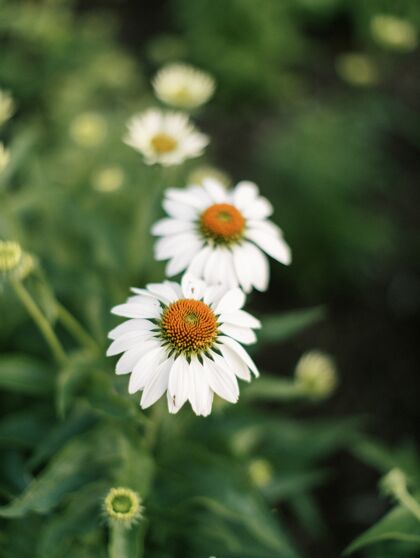关闭垂直特写镜头盛开的白色圆锥花花园宏花