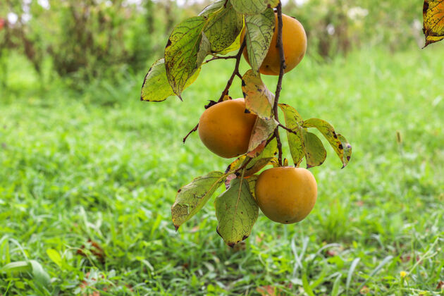 多汁秋天的果实挂在花园的树枝上柿子水果树