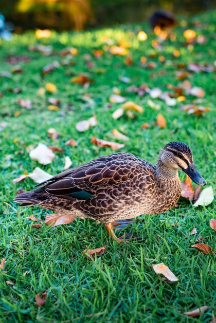 美丽一只可爱的野鸭在草地上散步的美丽镜头羽毛家庭观鸟