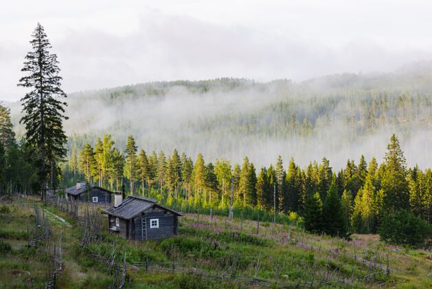 雾森林被雾覆盖 瑞典只有一所房子木乡村自然