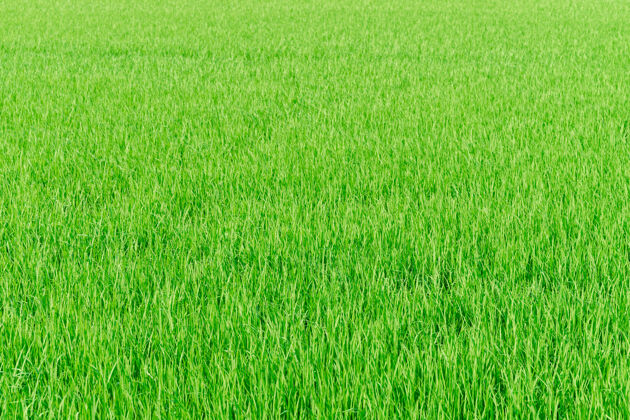 农村稻田绿色水田自然背景质感农业景观新鲜