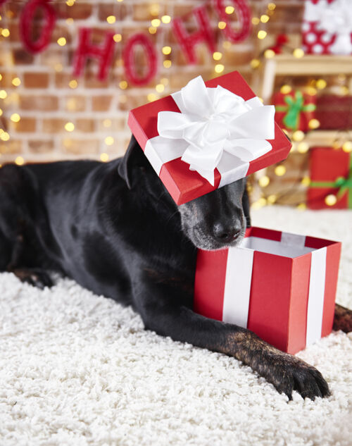 躺下顽皮的狗打开圣诞礼物狗地毯圣诞节