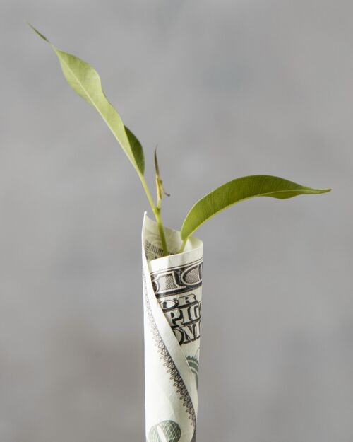 货币包裹在植物上的钞票的正视图储蓄资金资本