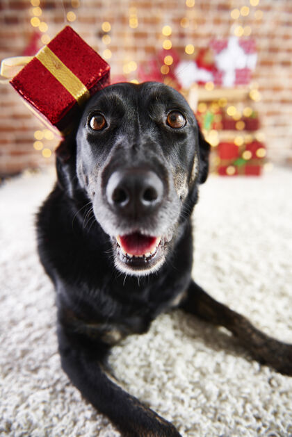 向下圣诞快乐狗的画像幽默有趣圣诞老人