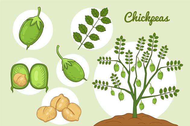 可口手工画鹰嘴豆和植物饮食绘制食品