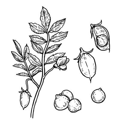 大豆逼真的手画插画鹰嘴豆和植物种子手绘美味