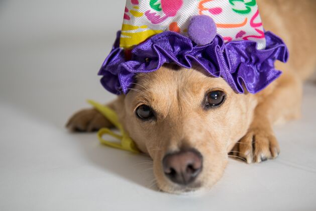 气球一只可爱的狗戴着生日帽看镜头的特写镜头庆祝五彩纸屑有趣