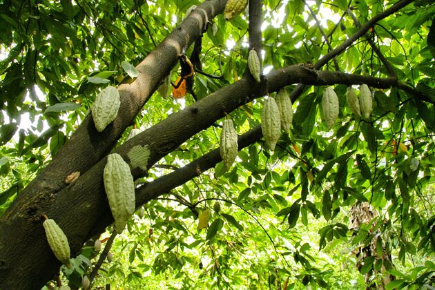 美食低角度拍摄的可可树上盛开的可可豆可可配料涂鸦
