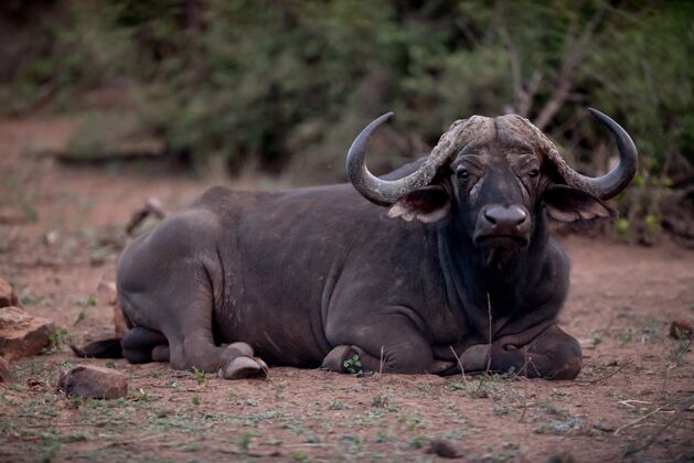 食草动物非洲野牛在地上休息公牛角牛