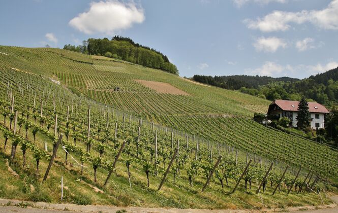 蓝色一个阳光明媚的山丘绿色葡萄园美丽的镜头前 在卡佩罗德克镇收获葡萄葡萄栽培村庄