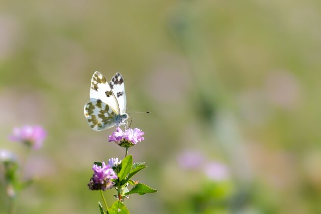 植物花上蝴蝶的选择性聚焦镜头自然昆虫自然