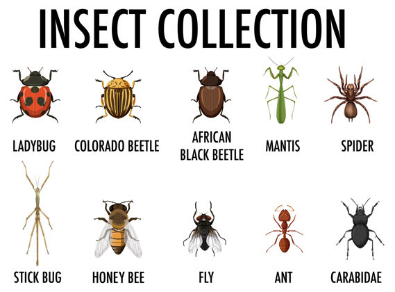 收藏家昆虫收集隔离生活科学生物