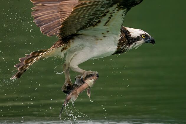 头部鱼鹰或海鹰在水里打鱼湖泊羽毛猛禽