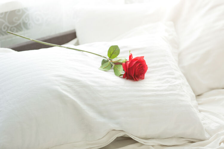 单人红玫瑰躺在床上的白色枕头上的特写照片床单花瓣花