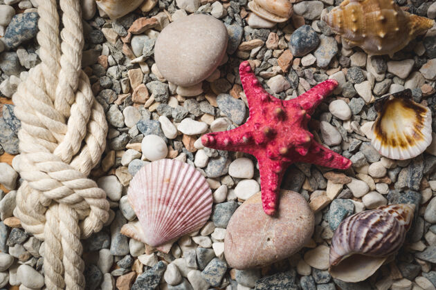 石头海岸上有绳索和贝壳的海洋背景旅行边界海星
