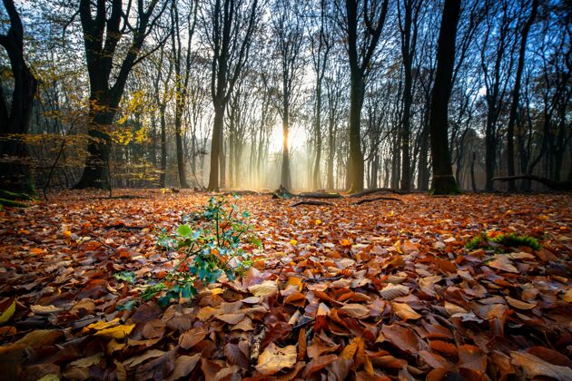 树叶秋天的森林里 阳光下 地上长满了枯叶 树木环绕树叶秋天树叶