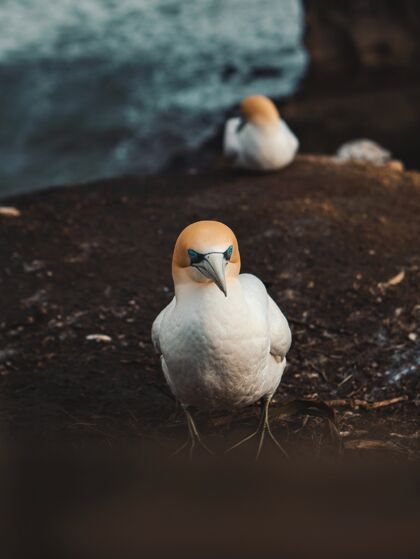 海洋坐在岩石附近泥泞地面上的北塘鹅的垂直镜头苏格兰海滩鸟