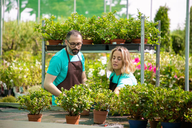 植被两个集中的园丁准备花盆里的植物上市男人和女人在蓝色衬衫和黑色围裙种植家庭植物和花卉护理商业园艺和夏季概念花园温室市场