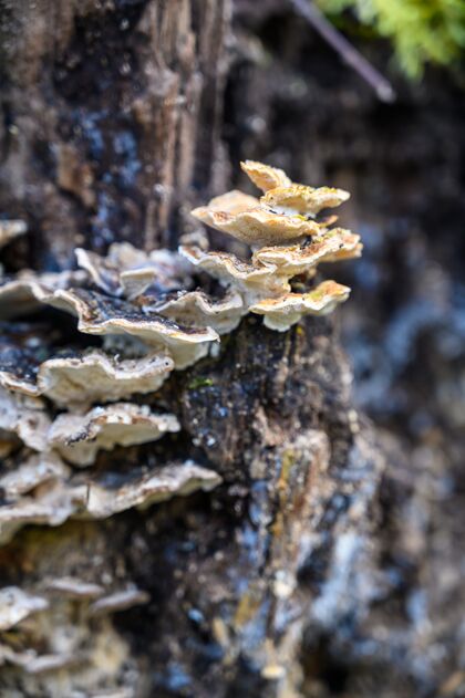 真菌特写镜头美丽的真菌生长在树干上小食用食物