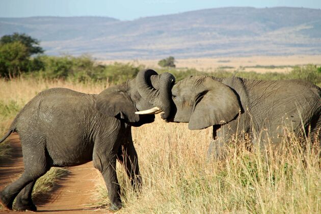 野生动物一对大象用鼻子互相拥抱的特写镜头大象动物非洲