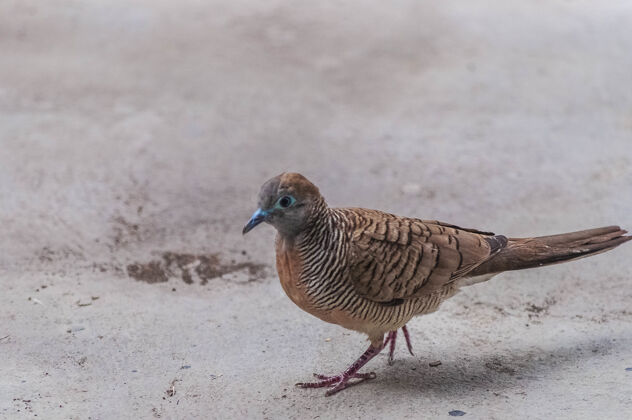 混凝土亚洲曼谷 一只棕色鸽子在水泥地上行走的特写镜头鸽子翅膀羽毛