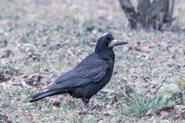 动物一只黑乌鸦站在绿草上的特写镜头野生公园翅膀