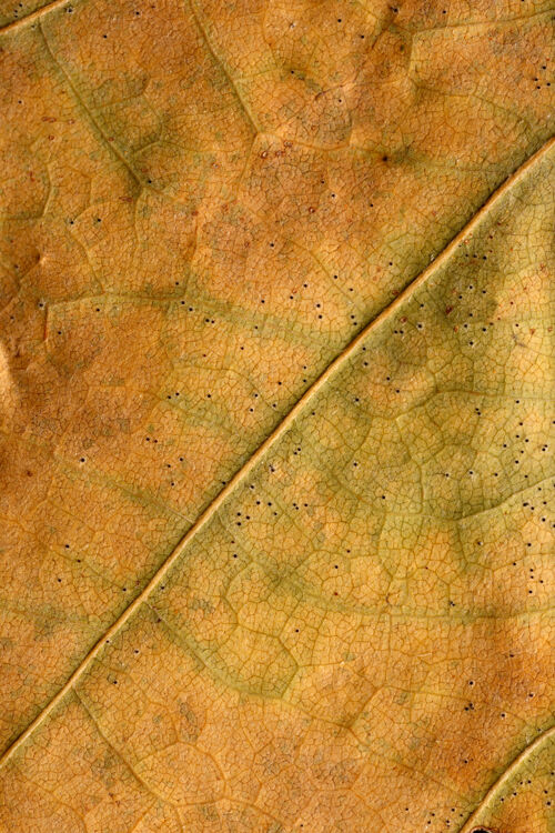 表面以干叶植物的宏观纹理为背景秋天叶子纹理
