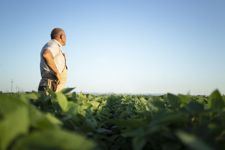 骄傲资深农艺师在大豆田里俯瞰和检查收成前的作物天空农田有机
