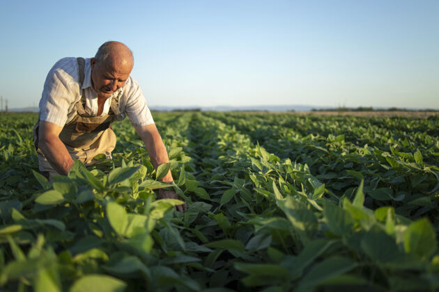乡村资深辛勤耕耘的农民农艺师在大豆田里检查收成前的作物人高级人