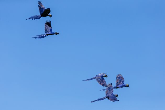 天空白天在蓝天上飞行的风信子金刚鹦鹉的低角度视图大自然热带鹦鹉
