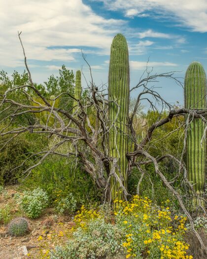 野花在亚利桑那州图森郊外的索诺兰沙漠 各种仙人掌和野花的美丽景色开花杯花瓣