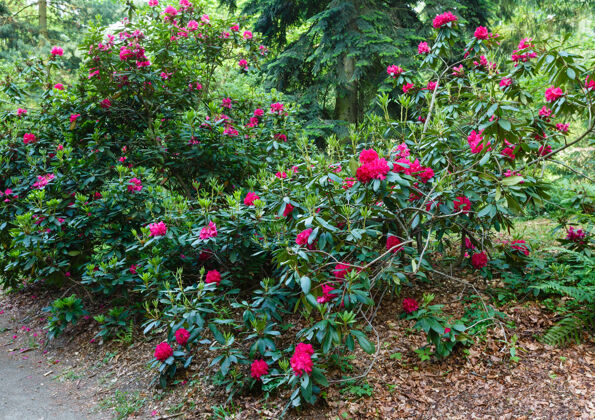 灌木夏季公园里盛开着红花的杜鹃花丛花花开花