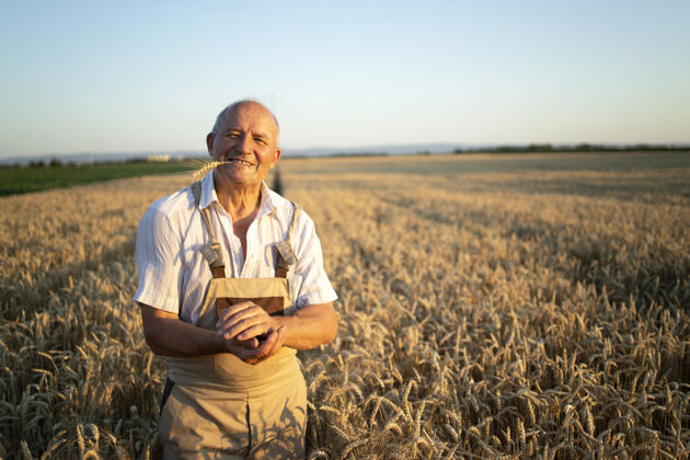 骄傲成功的高级农艺师站在麦田里的画像观察碑乡村