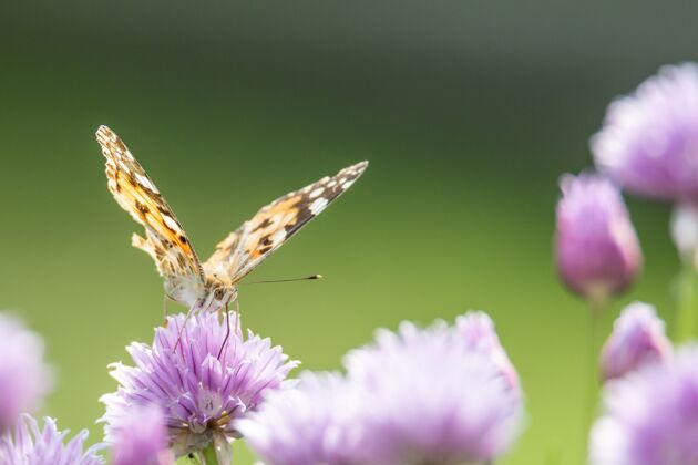 花一只蝴蝶坐在背景模糊的紫色花朵上的特写镜头植物蝴蝶自然
