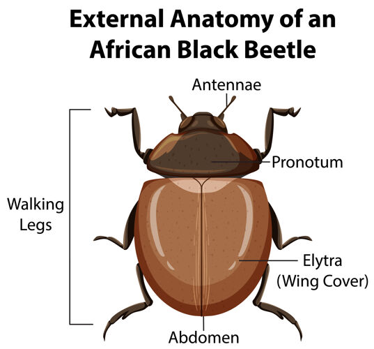 毛骨悚然白色背景上的非洲黑甲虫的外部解剖毛骨悚然解剖动物