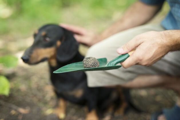 新鲜感谢他训练过的狗帮助他在森林里找到松露蘑菇持有寻找自然