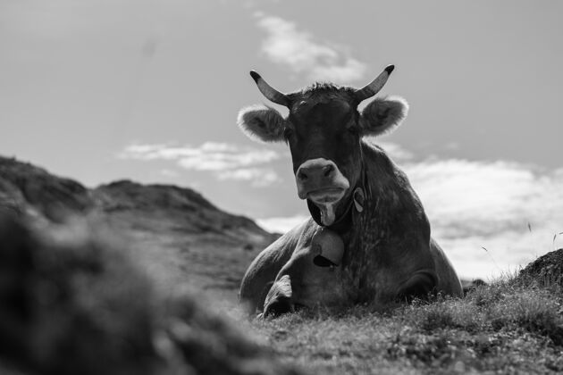 工业一头牛躺在地里的特写灰度照片软乡村毛皮